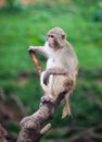 Funny baboon monkey Royalty Free Stock Photo