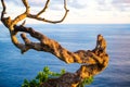 Monkey on the tree. Animals in the wild. Landscape during sunset. Kelingking beach, Nusa Penida, Bali, Indonesia. Royalty Free Stock Photo