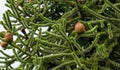 Monkey tree, Araucaria araucana. Royalty Free Stock Photo