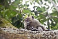 Monkey on tree Royalty Free Stock Photo