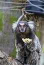 Monkey on a tree eating a fruit Royalty Free Stock Photo