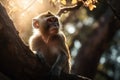 Monkey tree forest sunlight. Generate Ai