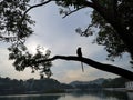 Monkey on a tree before getting dark