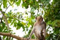 A monkey on the tree Royalty Free Stock Photo