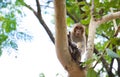 A monkey on the tree Royalty Free Stock Photo