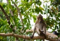 A monkey on the tree Royalty Free Stock Photo