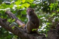 Monkey in a tree in Hong Kong