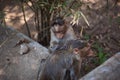 Monkey on a tree in India in a national Park waterfalls Athirapilly, Kerala.