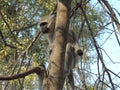 Monkey on a tree, inspecting the surroundings