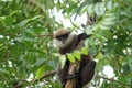 Monkey on a tree in the jungle