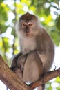 Monkey on the tree Royalty Free Stock Photo