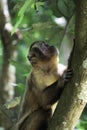 Young capuchin monkey on tree