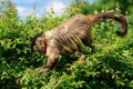 A monkey on a tree. A monkey in nature. Robust capuchin monkeys are capuchin monkeys in the genus Sapajus