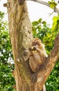 Monkey on the tree. Photos of monkeys sitting on a branch, one o Royalty Free Stock Photo