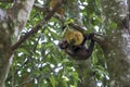 Monkey in the tree of Rio de Janeiro Brazil Royalty Free Stock Photo