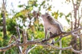 A monkey on tree selective focus in nature Royalty Free Stock Photo