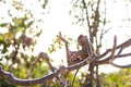A monkey on tree selective focus in nature Royalty Free Stock Photo