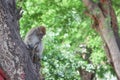Monkey on tree selective focus in nature Royalty Free Stock Photo
