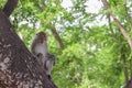 Monkey on tree selective focus in nature Royalty Free Stock Photo