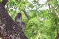 Monkey on tree selective focus in nature Royalty Free Stock Photo
