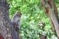 Monkey on tree selective focus in nature Royalty Free Stock Photo