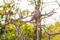 Monkey climb on tree selective focus in nature Royalty Free Stock Photo