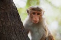 Monkey on the tree. Sri Lanka Royalty Free Stock Photo