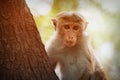 Monkey on the tree. Sri Lanka Royalty Free Stock Photo