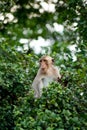 Monkey on tree top Royalty Free Stock Photo