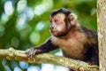 Monkey on the trees of the Brazilian rain forest