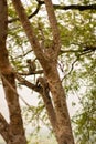 Monkey in trees on the top of the cave of Phnom Sampeau Royalty Free Stock Photo