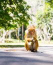 Monkey in tropical fauna on Ceylon, young macaque