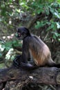 Monkey in tropical forest Royalty Free Stock Photo