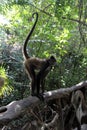 Monkey in tropical forest Royalty Free Stock Photo