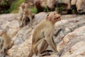 Monkey trying to warn his mates around it Royalty Free Stock Photo