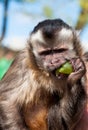 Monkey (Tufted Capuchin) eatin grape