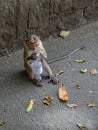 Monkey, tufted gray langur, in the park of heritage city Anuradhapura