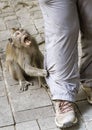 Indonesia - Monkey tugs on persons pants to get attention Royalty Free Stock Photo