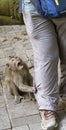 Indonesia - Monkey tugs on persons pants to get attention Royalty Free Stock Photo