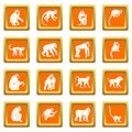 Monkey types icons set orange