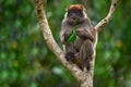 Monkey from Uganda. Ugandan red colobus, Piliocolobus tephrosceles, rufous head grey monkey sitting on tree trunk in tropic forest