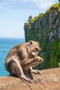 Monkey in Uluwatu on the edge