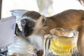 Monkey, uninvited guest at breakfast in tropical resort checking food and drinks at the breakfast table