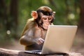 Monkey using laptop computer