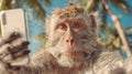 Monkey using smartphone under palm trees at beach during sunny day while looking at camera and posing for picture Royalty Free Stock Photo