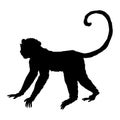 Monkey vector illustration black silhouette Royalty Free Stock Photo