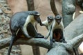 Monkey vervet Diana. Monkeys family sitting on a tree in ZOO Ostrava. Two little monkeys with mom. Royalty Free Stock Photo