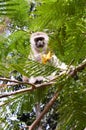 Monkey vervet on a tree eating a mango Royalty Free Stock Photo