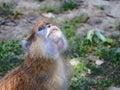 A monkey very focused looking at something Royalty Free Stock Photo