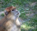A monkey very focused looking at something Royalty Free Stock Photo